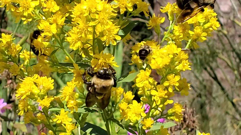 Showy Goldenrod (Solidago Speciosa) Covered in Pollinating Native Bees